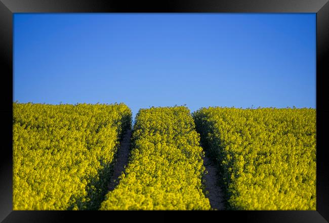 Rapeseed field  Framed Print by Shaun Jacobs