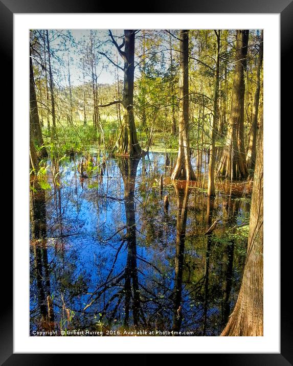 Corkscrew Swamp Florida Framed Mounted Print by Gilbert Hurree