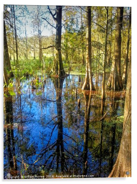 Corkscrew Swamp Florida Acrylic by Gilbert Hurree