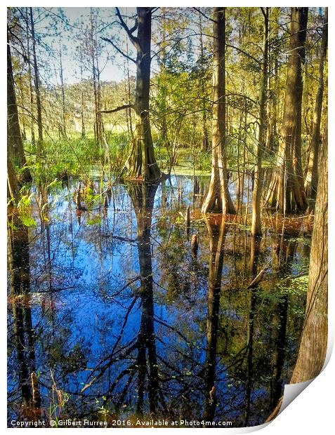 Corkscrew Swamp Florida Print by Gilbert Hurree