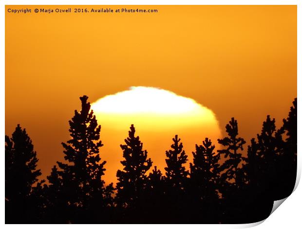 Sunset behind trees Print by Marja Ozwell