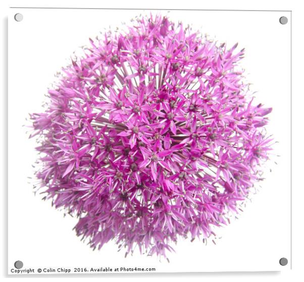 Allium flower Acrylic by Colin Chipp