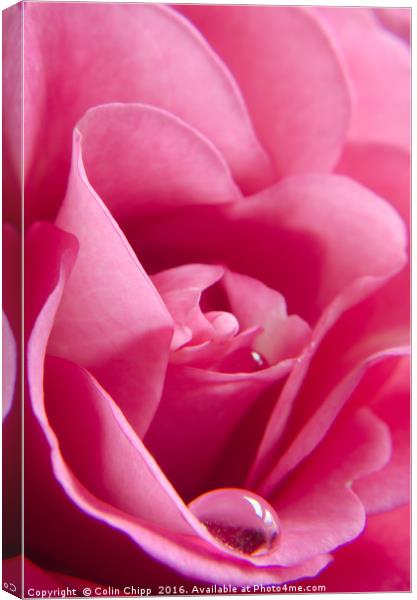 delicate rose Canvas Print by Colin Chipp