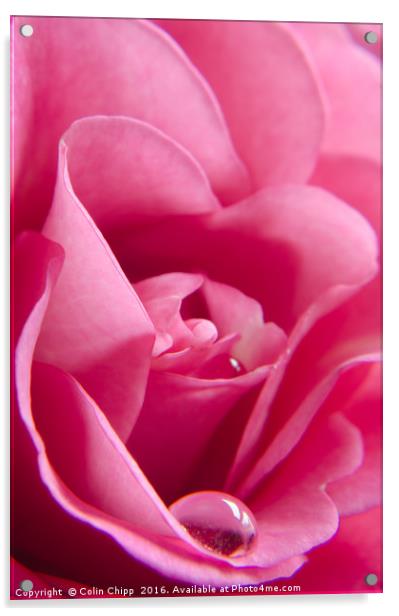 delicate rose Acrylic by Colin Chipp