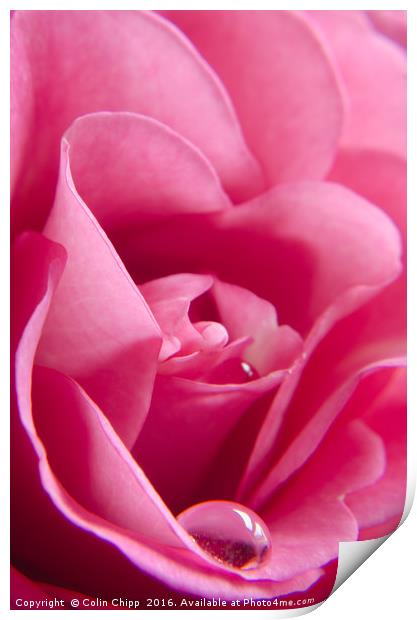 delicate rose Print by Colin Chipp