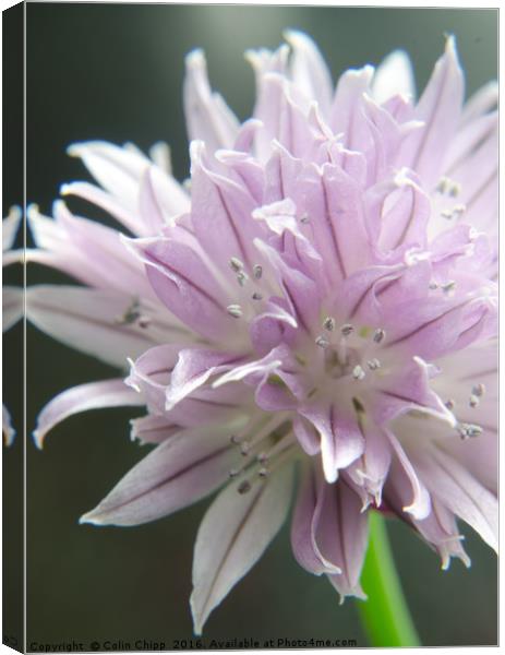 chive flower Canvas Print by Colin Chipp