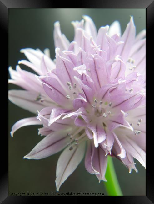 chive flower Framed Print by Colin Chipp