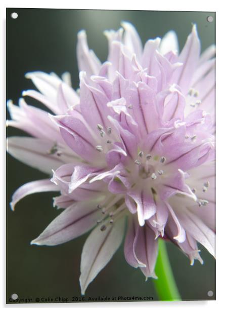 chive flower Acrylic by Colin Chipp