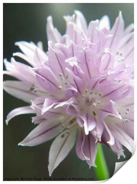 chive flower Print by Colin Chipp