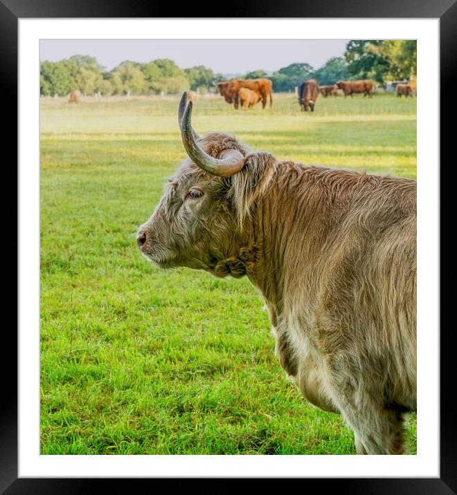 Highland cattle  Framed Mounted Print by Shaun Jacobs