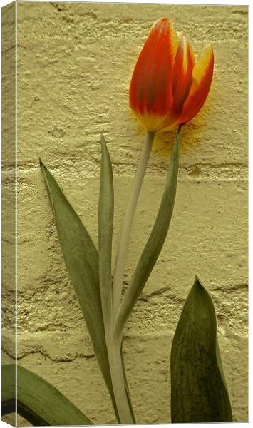 Tulip Flower against the wall                      Canvas Print by Sue Bottomley