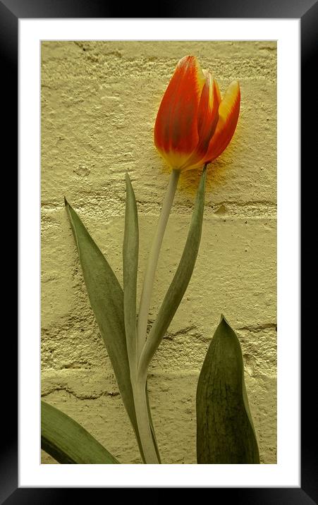 Tulip Flower against the wall                      Framed Mounted Print by Sue Bottomley