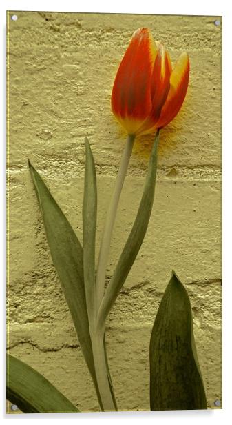 Tulip Flower against the wall                      Acrylic by Sue Bottomley