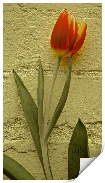 Tulip Flower against the wall                      Print by Sue Bottomley