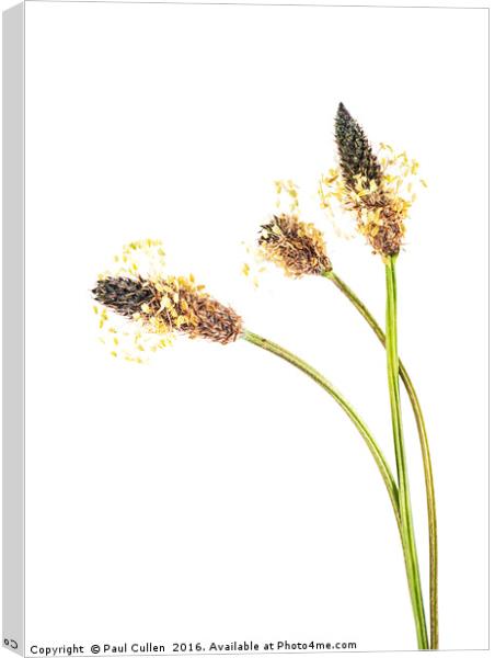 Ribwort Plantain Seed head. Canvas Print by Paul Cullen