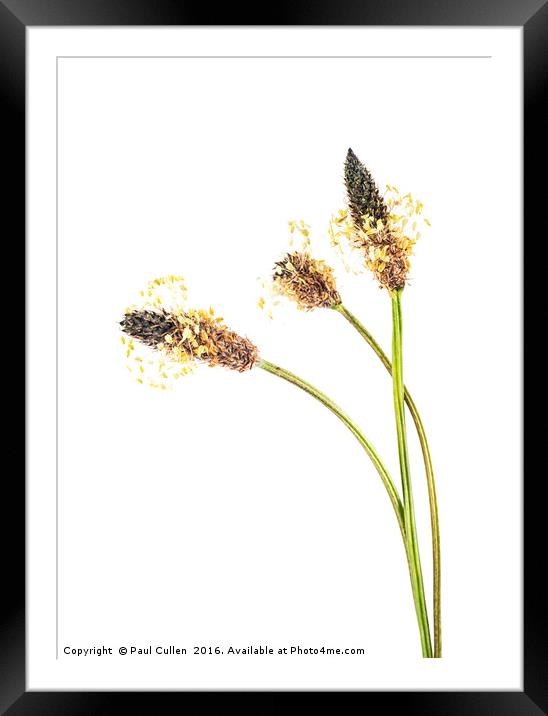 Ribwort Plantain Seed head. Framed Mounted Print by Paul Cullen