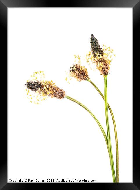 Ribwort Plantain Seed head. Framed Print by Paul Cullen