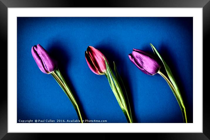 Three Tulips - color Framed Mounted Print by Paul Cullen