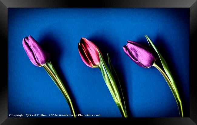 Three Tulips - color Framed Print by Paul Cullen
