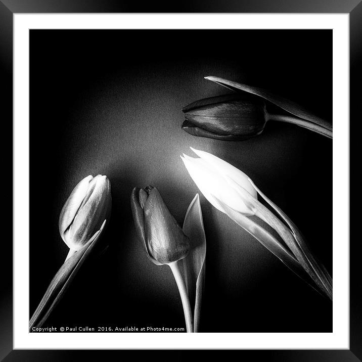 Four Tulips - square and monochrome Framed Mounted Print by Paul Cullen