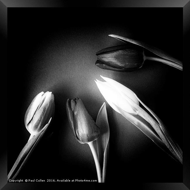 Four Tulips - square and monochrome Framed Print by Paul Cullen