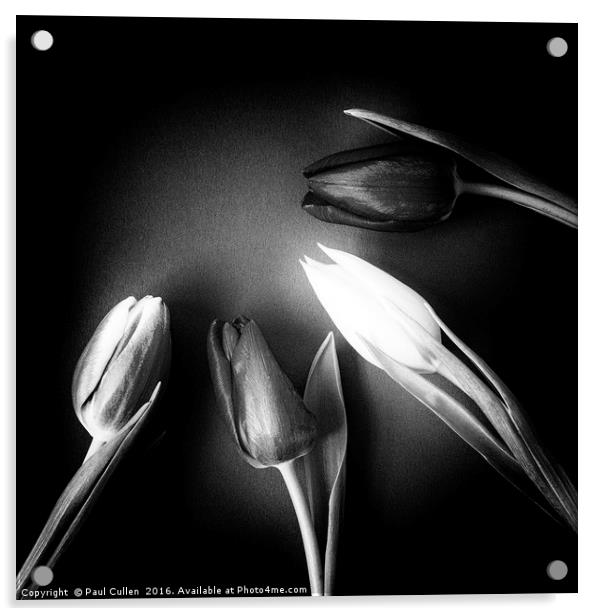 Four Tulips - square and monochrome Acrylic by Paul Cullen