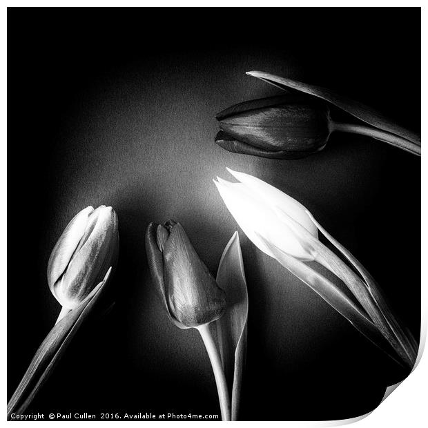 Four Tulips - square and monochrome Print by Paul Cullen