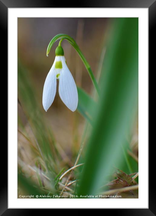 A "peaking" snowdrop Framed Mounted Print by Aleksey Zaharinov