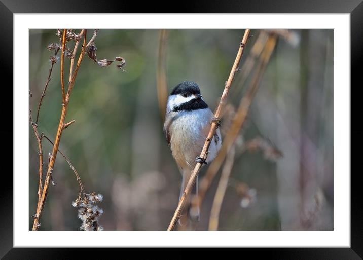 "Posing Chickadee"           Framed Mounted Print by Jerome Cosyn