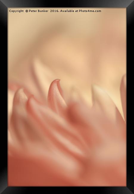 Chrysanthemum. Framed Print by Peter Bunker