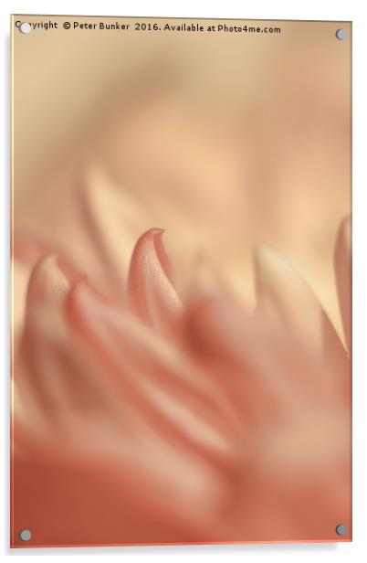 Chrysanthemum. Acrylic by Peter Bunker