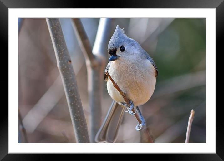 "Posing Tufted Titmouse" Framed Mounted Print by Jerome Cosyn