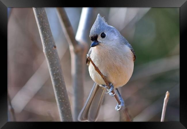 "Posing Tufted Titmouse" Framed Print by Jerome Cosyn