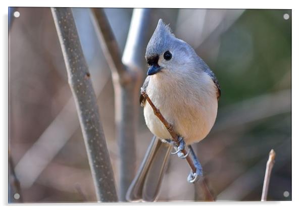 "Posing Tufted Titmouse" Acrylic by Jerome Cosyn
