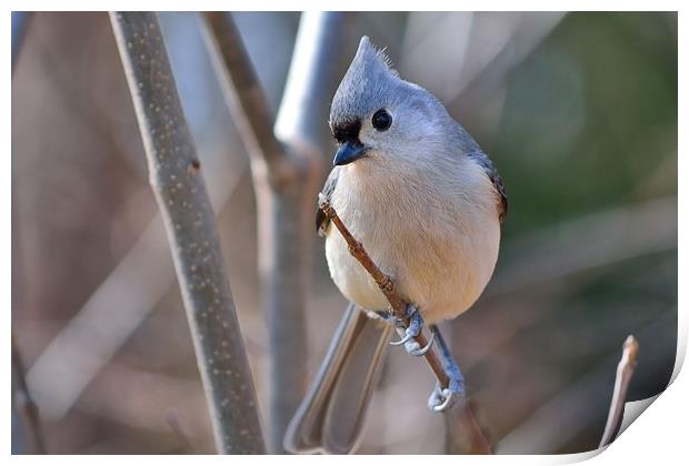"Posing Tufted Titmouse" Print by Jerome Cosyn