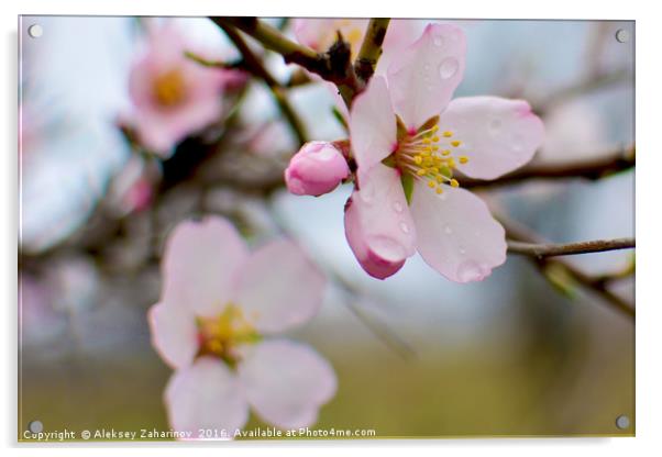 A cherry blossom Acrylic by Aleksey Zaharinov