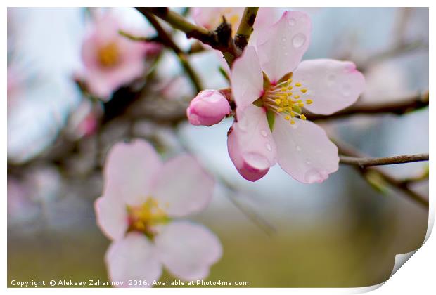 A cherry blossom Print by Aleksey Zaharinov