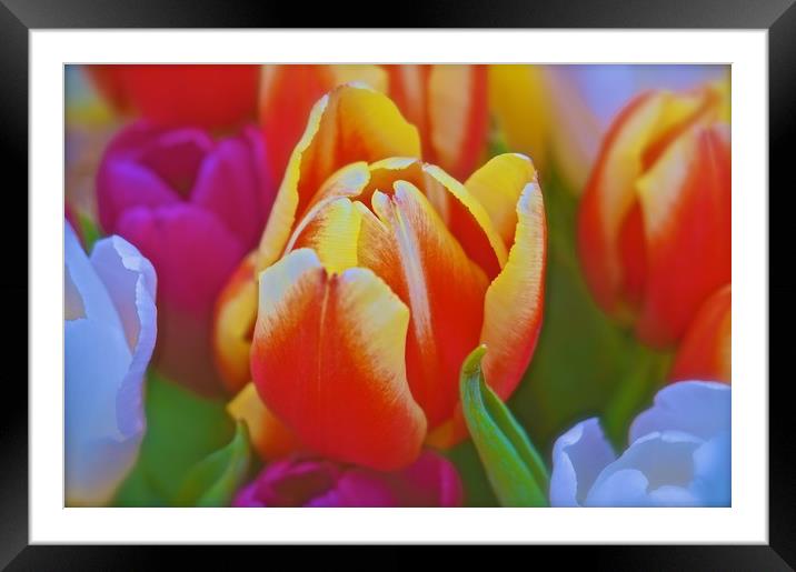  Tulip Flowers                               Framed Mounted Print by Sue Bottomley