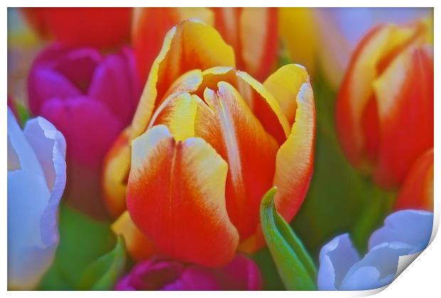  Tulip Flowers                               Print by Sue Bottomley