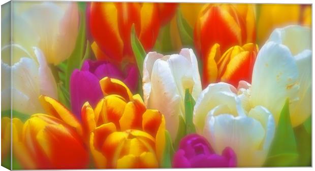 Bunch of soft tone Tulip Flowers                   Canvas Print by Sue Bottomley