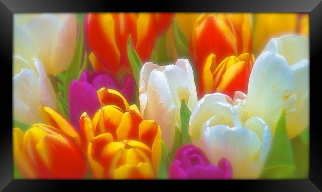 Bunch of soft tone Tulip Flowers                   Framed Print by Sue Bottomley