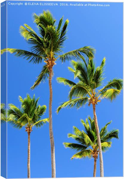 Palms on blue sky background Canvas Print by ELENA ELISSEEVA