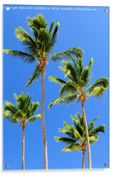 Palms on blue sky background Acrylic by ELENA ELISSEEVA