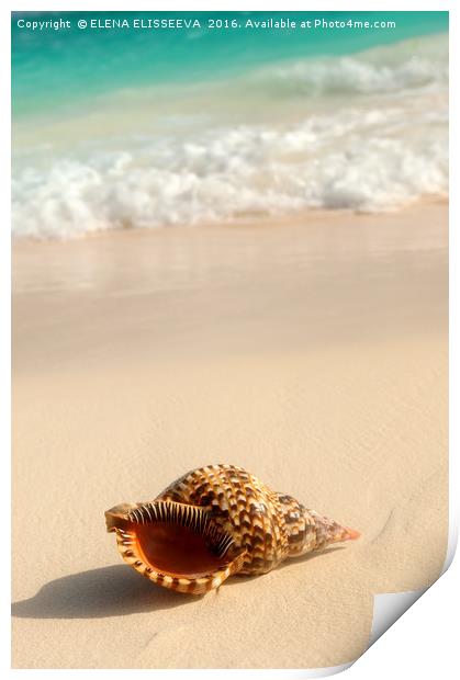 Seashell and ocean wave Print by ELENA ELISSEEVA