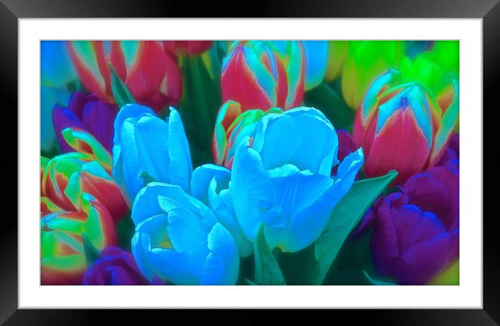 Tulips bright bold, cheerful flowers               Framed Mounted Print by Sue Bottomley