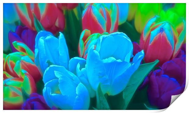 Tulips bright bold, cheerful flowers               Print by Sue Bottomley