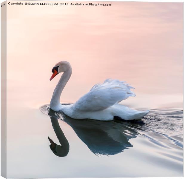 Sunset swan Canvas Print by ELENA ELISSEEVA