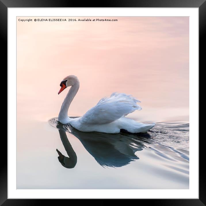 Sunset swan Framed Mounted Print by ELENA ELISSEEVA