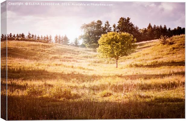 Rural landscape with single tree Canvas Print by ELENA ELISSEEVA
