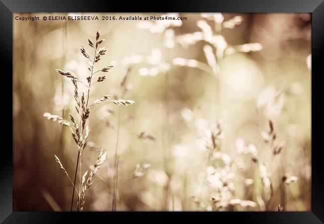 June grass flowering Framed Print by ELENA ELISSEEVA